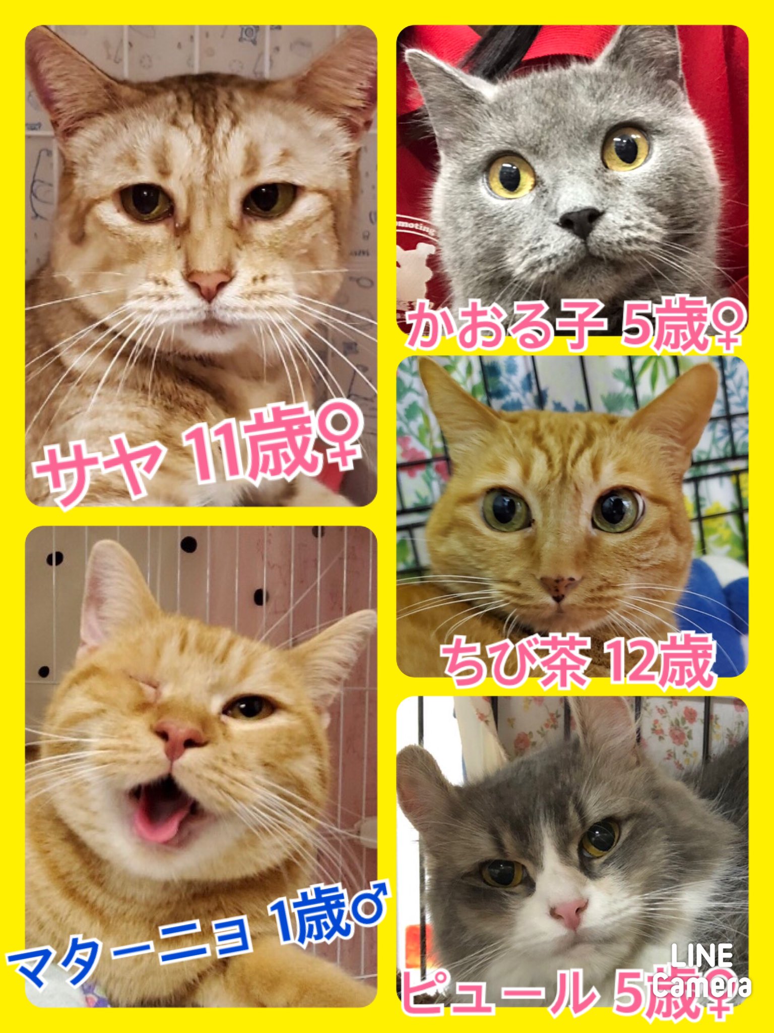 🐾今日の里親様募集中ニャンコ🐱メンバーです🐾2020,11,1